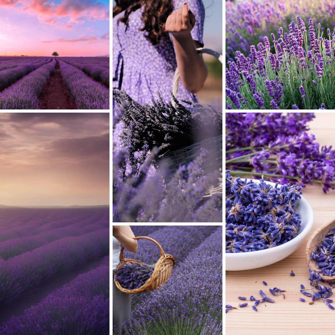 Lavender Bliss Bags - Serene Organic Lavender: Freshness and Relaxation in Every Bag