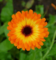 Calendula Herbal Oil - Nurture • Soften • Care