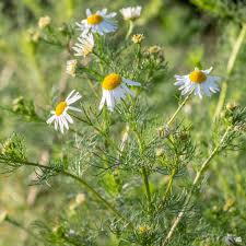 Calendula Baby Balm - Nurture • Soothe • Protect