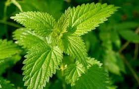 Nettle Balm - Gentle Care for Movement