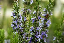 Rosemary Oil Blend - Revive • Strengthen • Shine